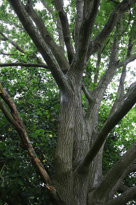 stephenmid's tweet image. OPM nest seen (first 3 pics) on #observatree visit to Alexandra Park, N London and a lookalike caterpillar - Gypsy Moth caterpillar (not OPM) seen on another oak.