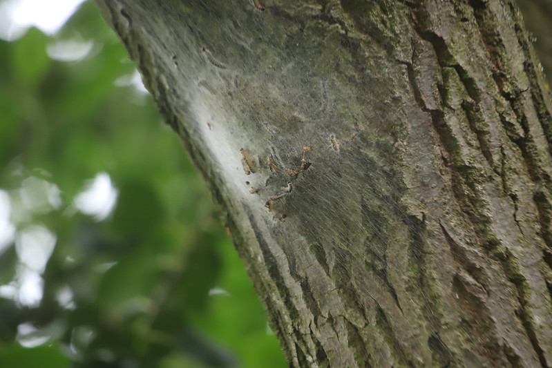 stephenmid's tweet image. OPM nest seen (first 3 pics) on #observatree visit to Alexandra Park, N London and a lookalike caterpillar - Gypsy Moth caterpillar (not OPM) seen on another oak.