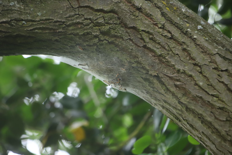 stephenmid's tweet image. OPM nest seen (first 3 pics) on #observatree visit to Alexandra Park, N London and a lookalike caterpillar - Gypsy Moth caterpillar (not OPM) seen on another oak.