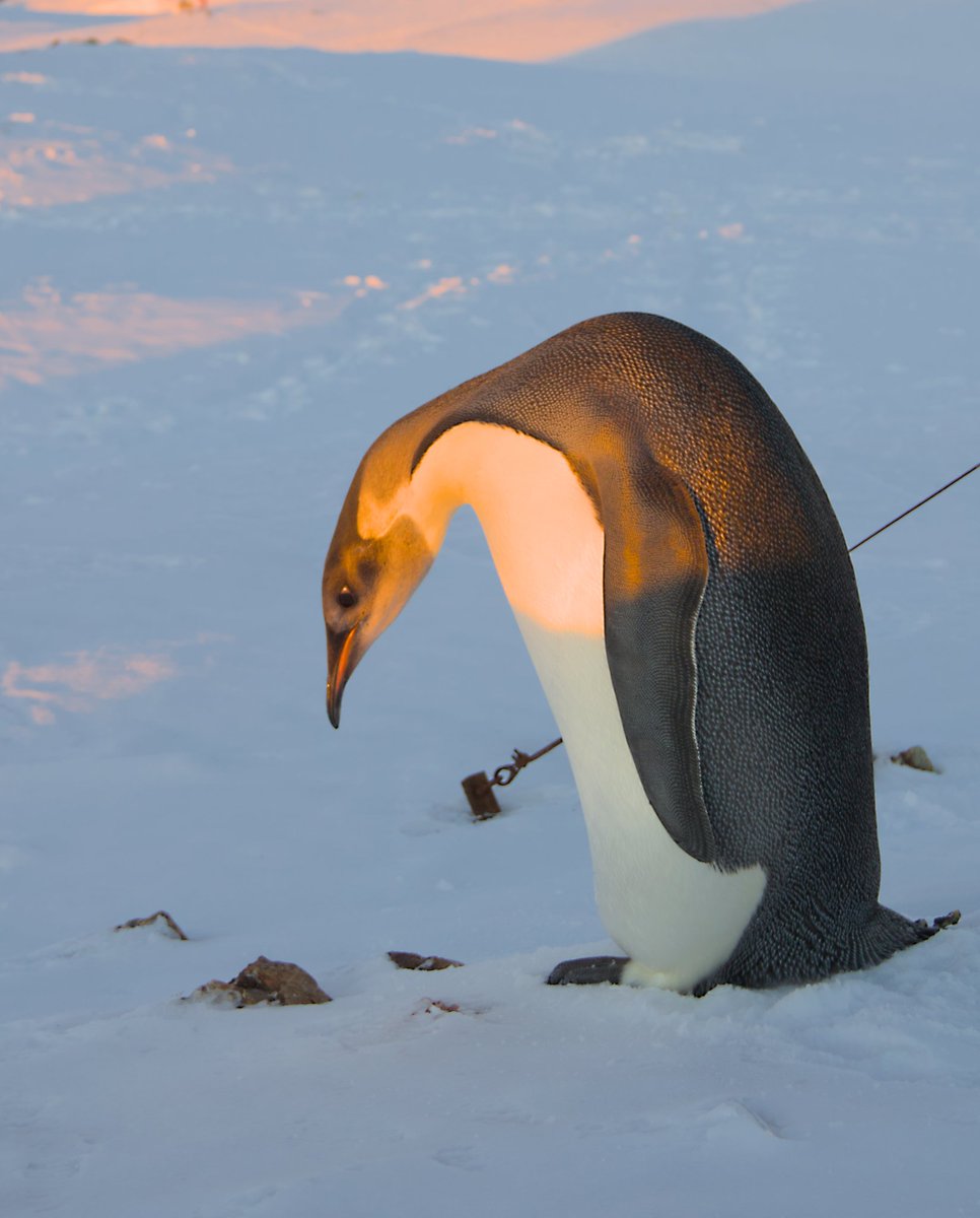 2024年6月、昨シーズン生まれのエンペラーペンギンの亜成鳥が南極半島