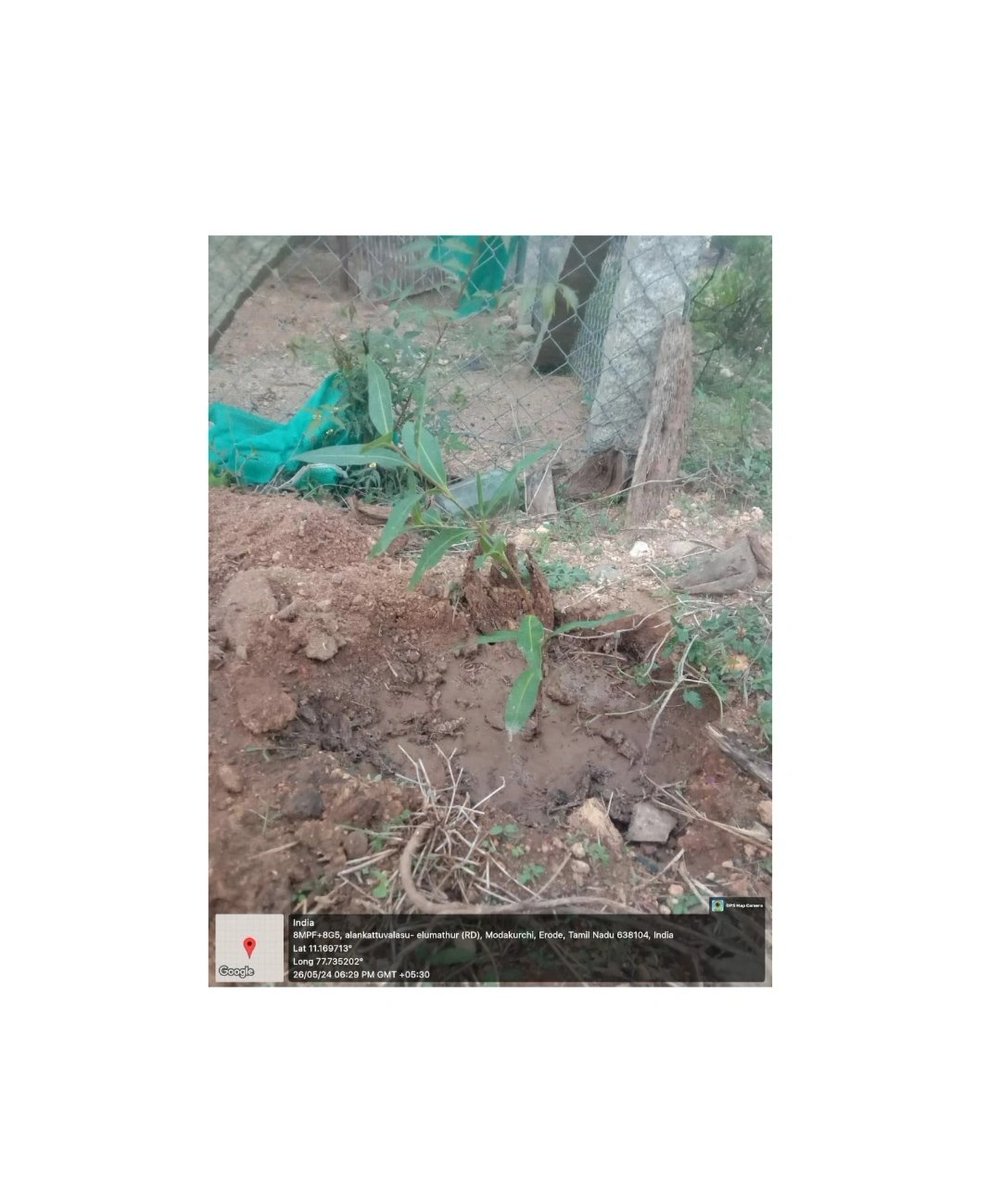 RCVCET_3203's tweet image. Plantation of saplings 🌳🌿
Vadugapatti