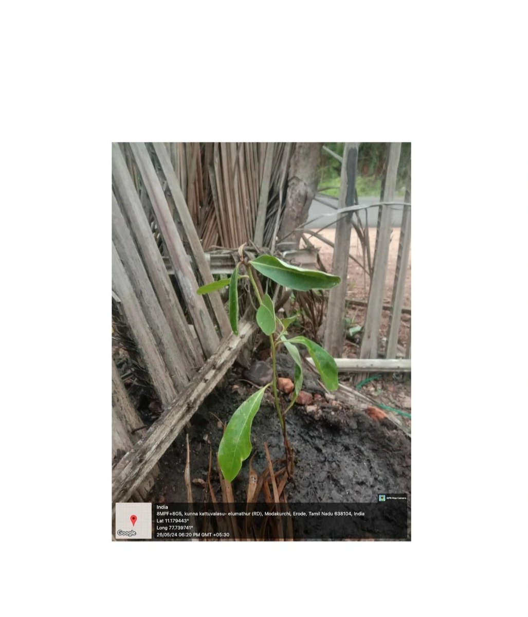 RCVCET_3203's tweet image. Plantation of saplings 🌳🌿
Vadugapatti