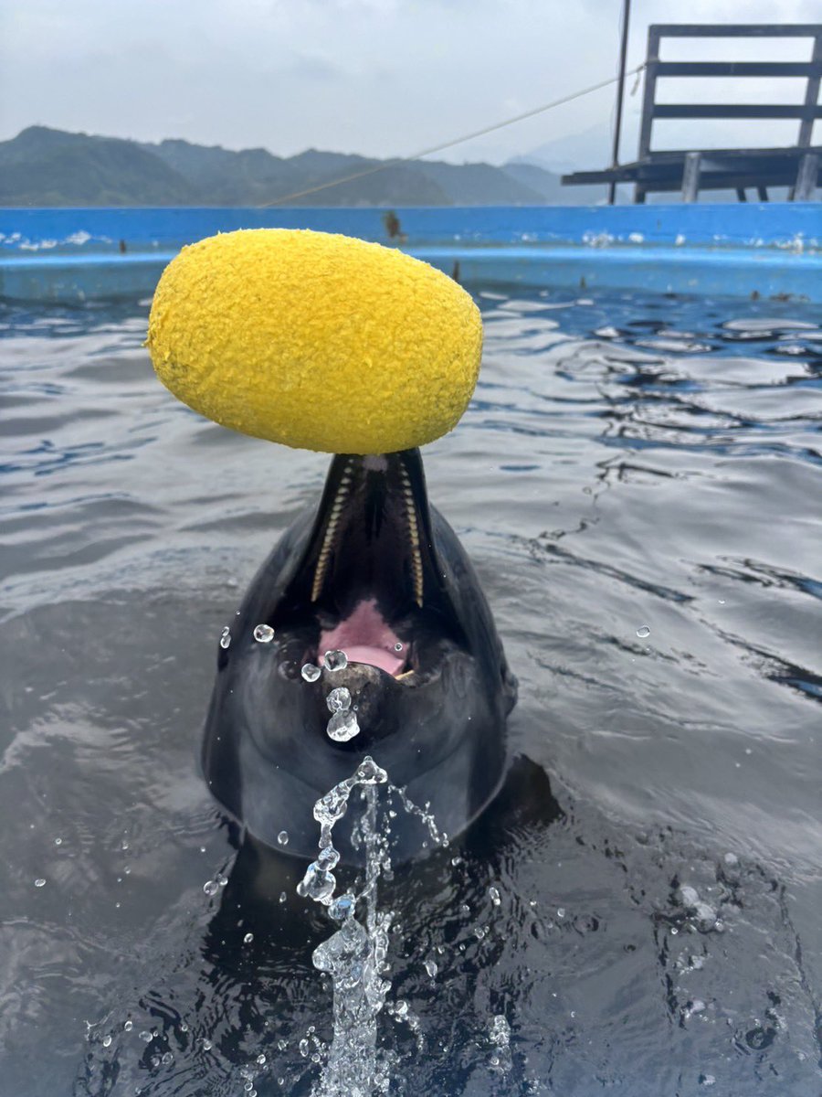 🌼父の日🌼
カイくんいつもありがとう🤍
これからも若々しく元気でいてね☺️

そして全てのお父さんへ感謝です😌✨

#父の日
（気づいたのが夜でした🫣
　　　1日遅れでごめんなさい）

#ドルフィンリゾート #イルカ #アザラシ
#距離感ゼロ #イルカと泳ぐ #和歌山 #南紀 #太地
#バンドウイルカ #カイ