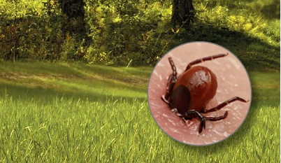 INRSfrance's tweet photo. [FOCUS] 🖐️ Maladie de #Lyme 🤒 et #travail : comment se protéger 🛡️ ❓ Pour les travailleurs ayant des métiers en extérieur 🌄 : bûcherons, sylviculteurs, gardes forestiers, gardes-chasse,  paysagistes, éleveurs… #zoonose #espacesverts #prévention
👉 https://t.co/eOTcNlWFXD https://t.co/U3DWRcwOW2