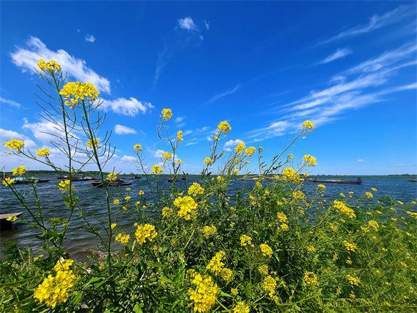 northeastweb1's tweet photo. Rape flowers are in full bloom on the banks of Minminzhen River section of Songhua River in Daowai District on June 17.
#rapeflowers #River https://t.co/GGuju2FjxQ