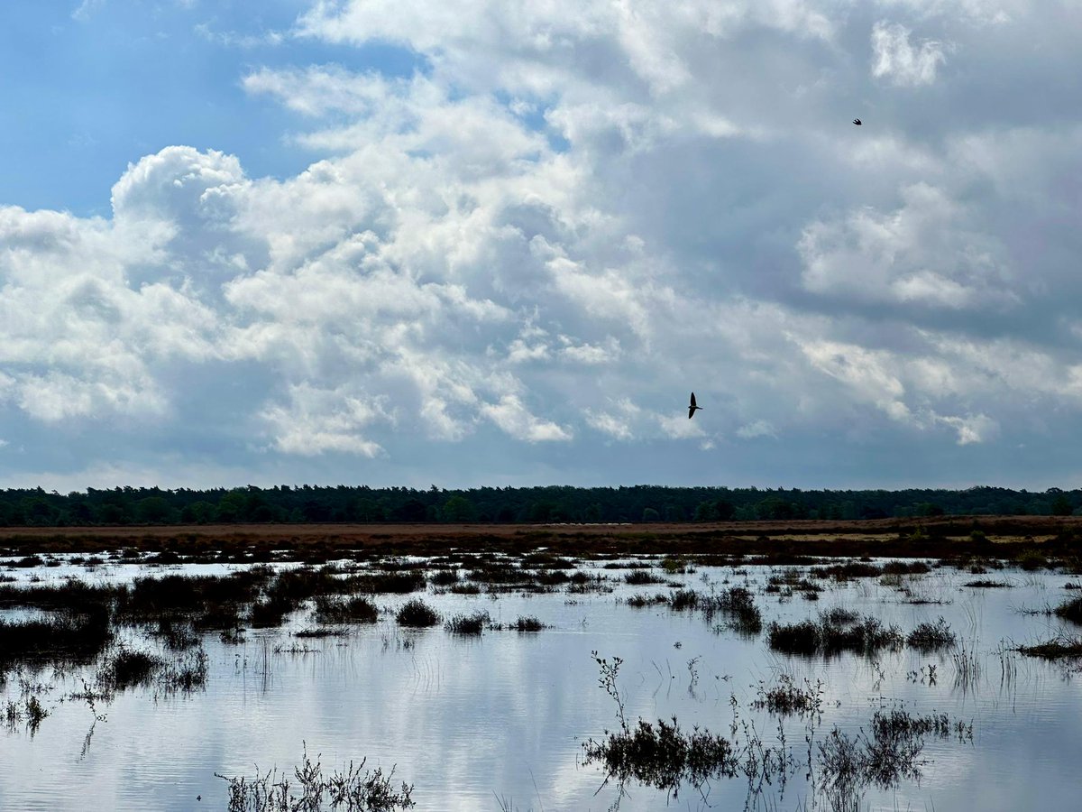 weerverteller's tweet photo. Dankzij de vele regen van het laatste jaar borrelt en stroomt het weer op de Veluwe. Ook bij de Houtbeek in Stroe is het water terug. En hoe! https://t.co/q1P1PBTdR1 #water #veluwe #beken #houtbeek @mveldhuis76
Foto: Tycho van den Born. https://t.co/UuxyQljjYH