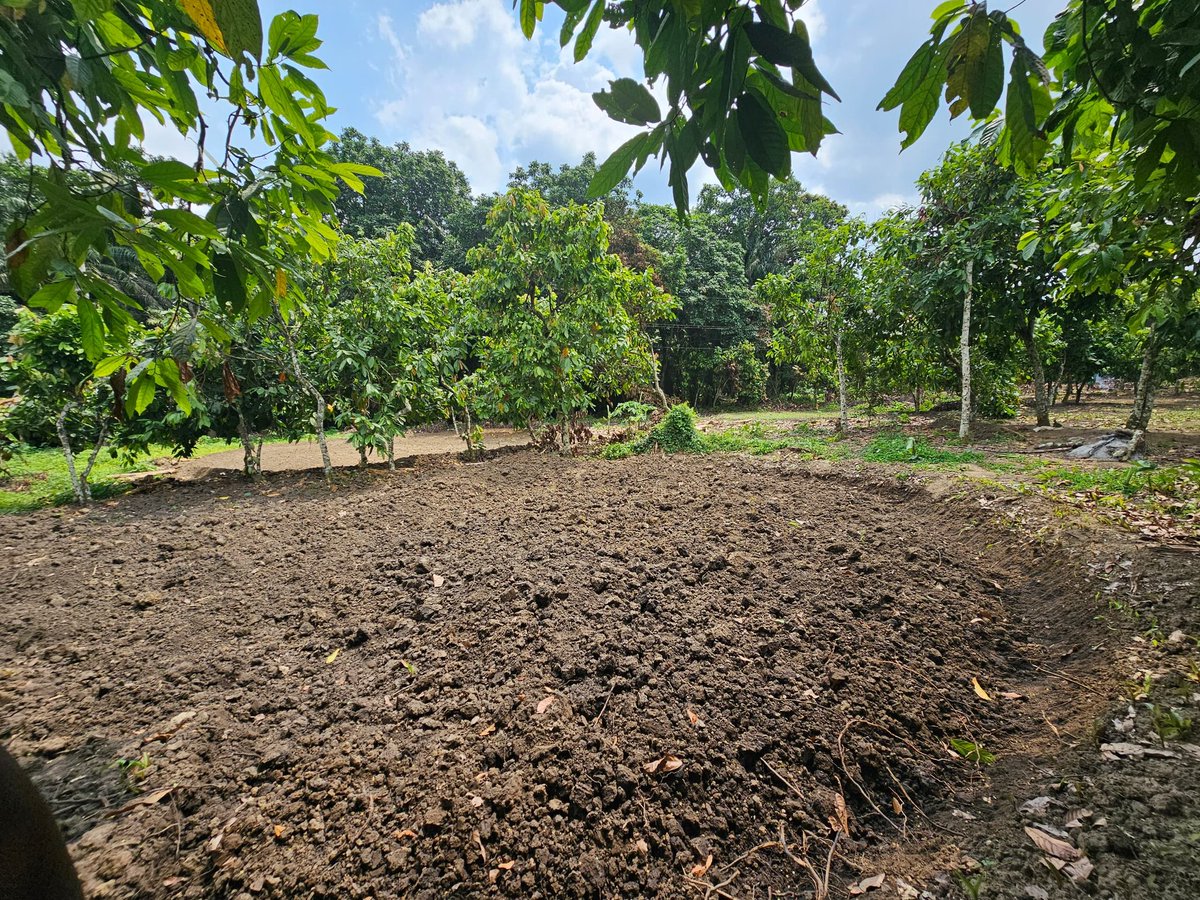 kwihk's tweet photo. One day this will be a campsite and provide decent accommodation in Sempaya, a stone throw from the hot springs. Ideal for birdwatching, study tours and a hikers paradise. Site clearance and landscaping https://t.co/iZVF9DLiW1