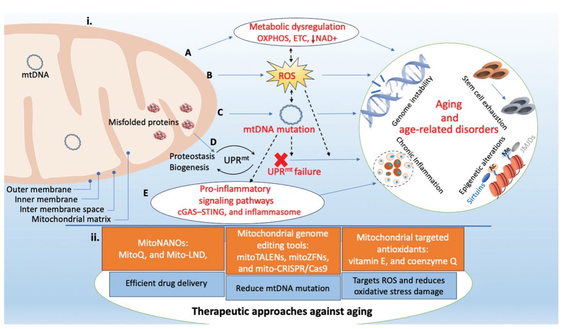 ITPS_ASP's tweet image. 🔥Highly cited paper: #Mitochondria: The master regulator of aging 
👥By Pouya Sarvari &amp;amp; Pourya Sarvari
Read it here #OpenAccess: doi.org/10.36922/itps.…