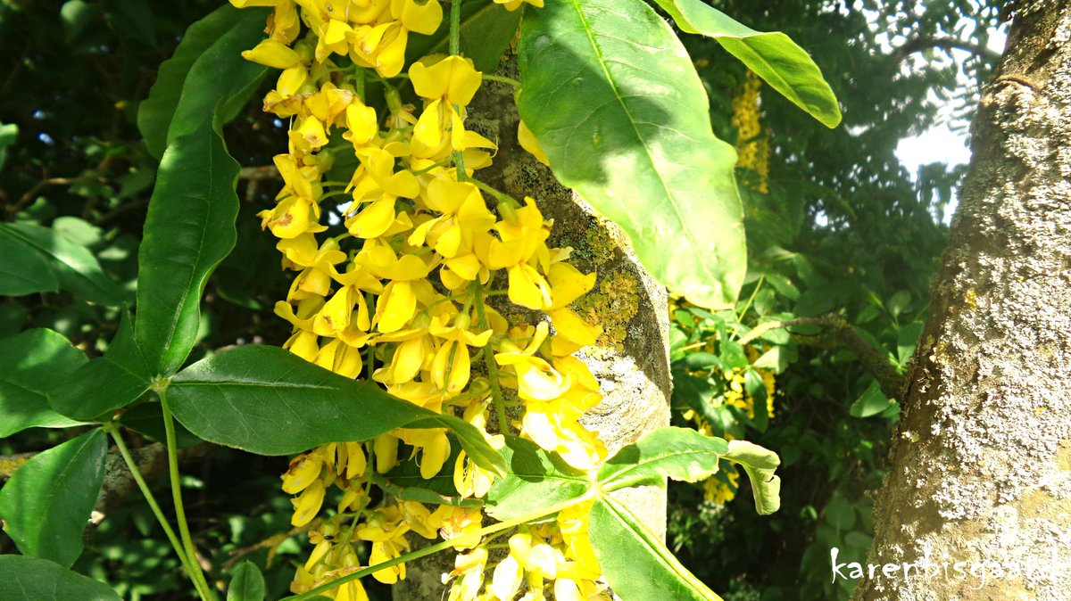 KarenBisgaard1's tweet photo. https://t.co/zZsEn4KzGM
#goldenchaintree #bloomingtree https://t.co/PUkbqbzJyx