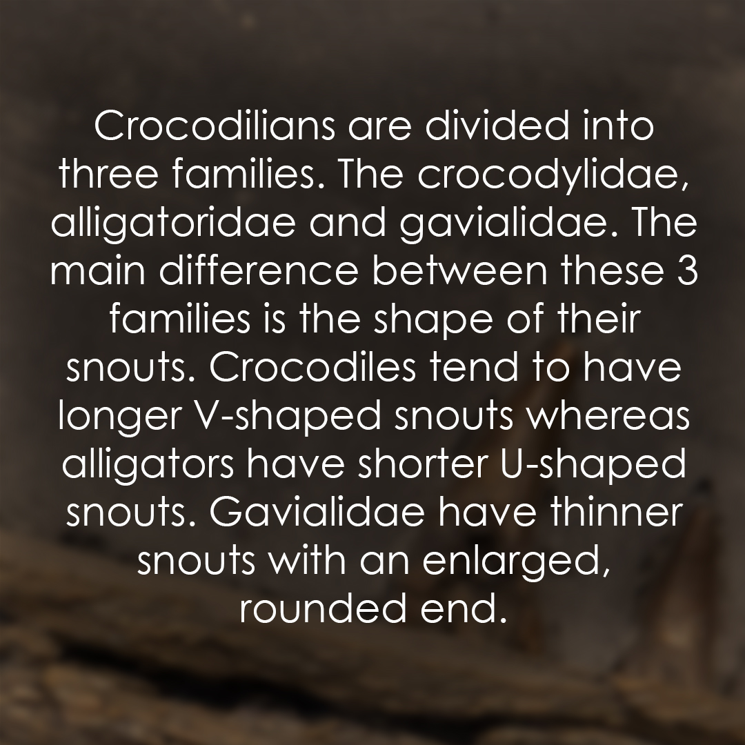 TEC_Kimmeridge's tweet image. Have you ever seen any of our modern crocodilians? Hopefully this can help you identify them! #crocodiles #fossilfacts #reptiles