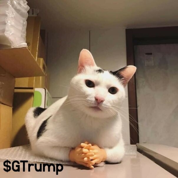 Guilty_TrumpSol's tweet photo. Mr. Cat just wants to know if you are ready for $GTrump. Are you following @Guilty_TrumpSol? Answer, guys. https://t.co/yW4QUerldC
