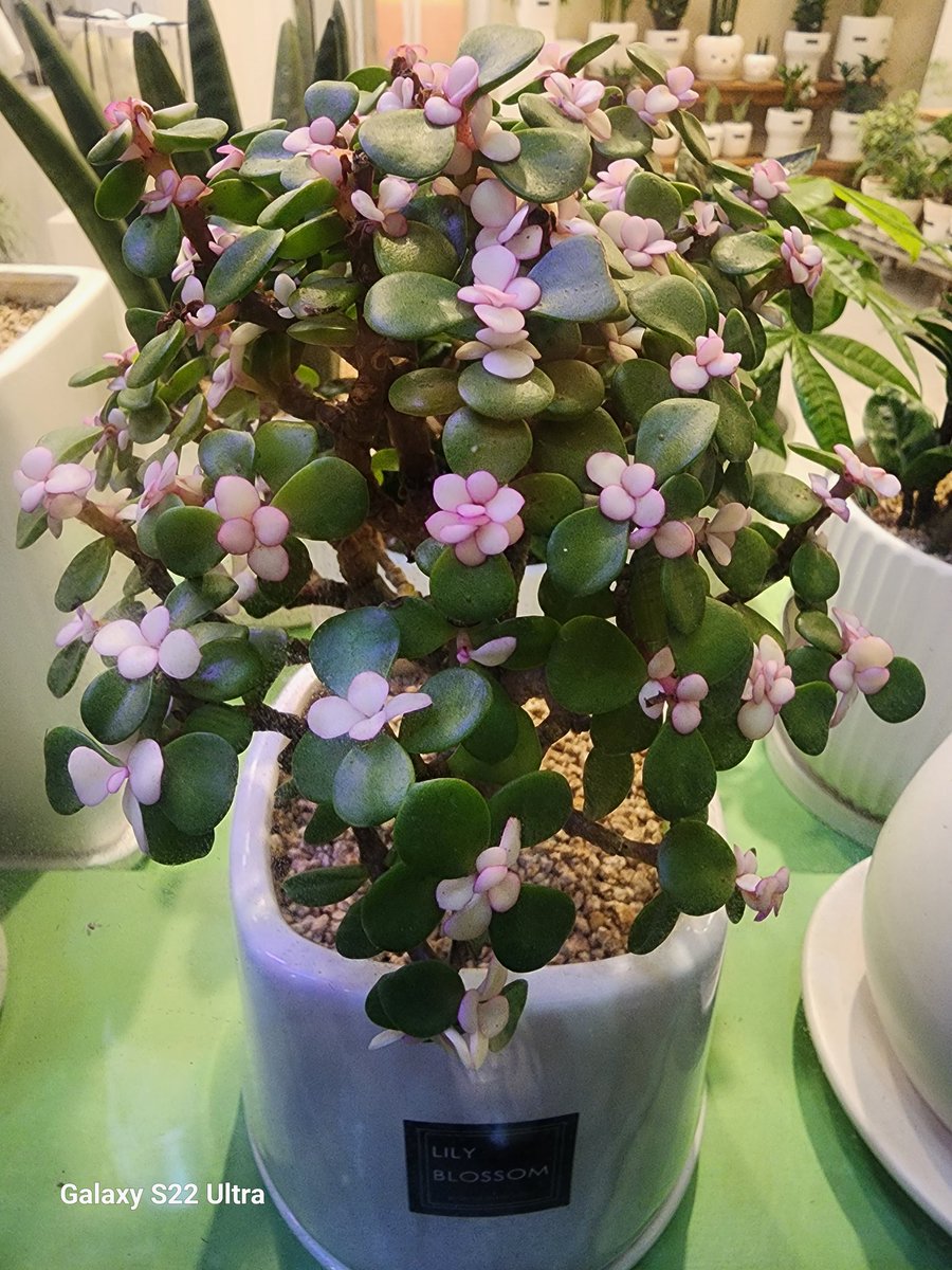 maybelove1127's tweet image. #다육이
앙증맞은 핑크 아악무 미니 벚꽃같이 넘 이뻐요