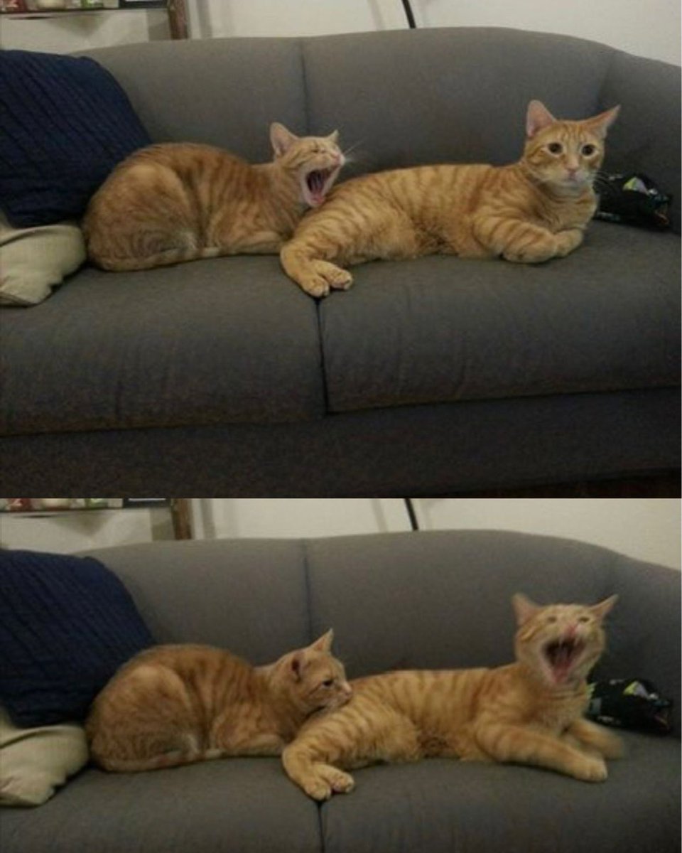 Posts Of Cats (@postsofcats) on Twitter photo 