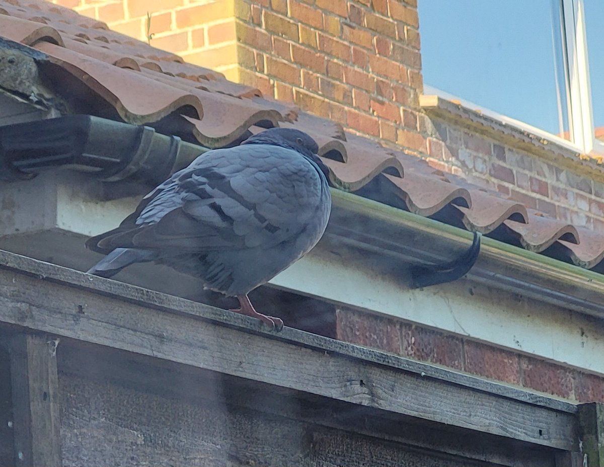 Rex the pigeon is pooing on the neighbours side of the fence since they banned me from feeding him