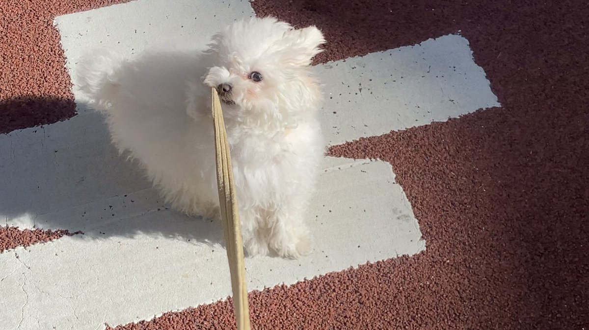 popo__ran's tweet photo. お散歩が気持ちいい日🐾
#犬 #toypoodle https://t.co/t3oHUZp0Rn