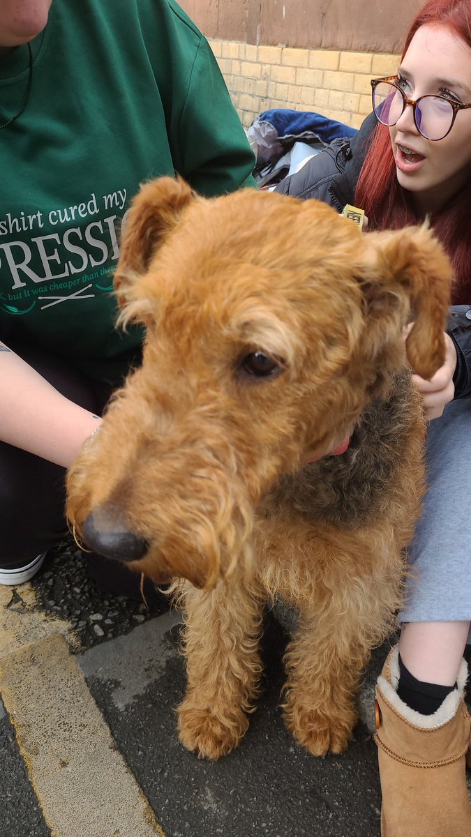 Charley030's tweet photo. Aquired a dog in the jimbo queue. A guy left him with us to go to the loo
#awtyliverpool #jamesmarriott https://t.co/JqhPrf9ScY