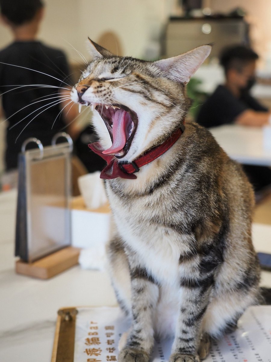 紫夜貓 (@flyccat) on Twitter photo 