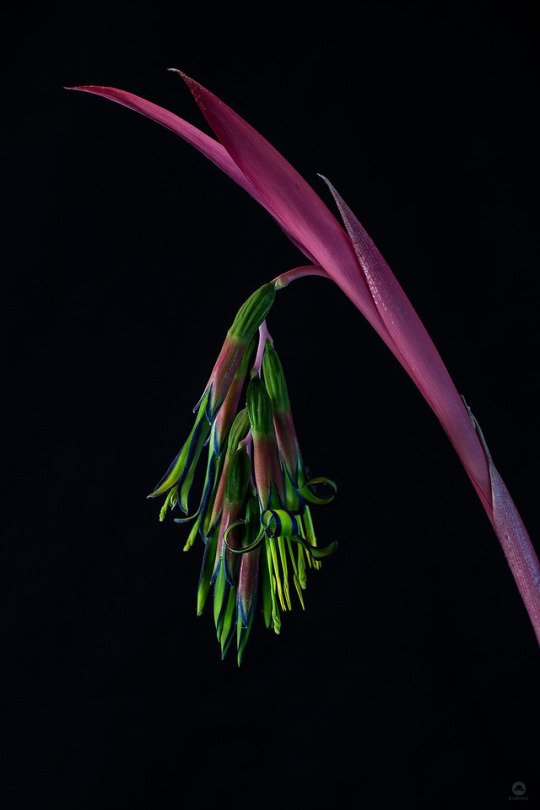 Dilluns 17 de juny, sempre als nostres cors, amic.