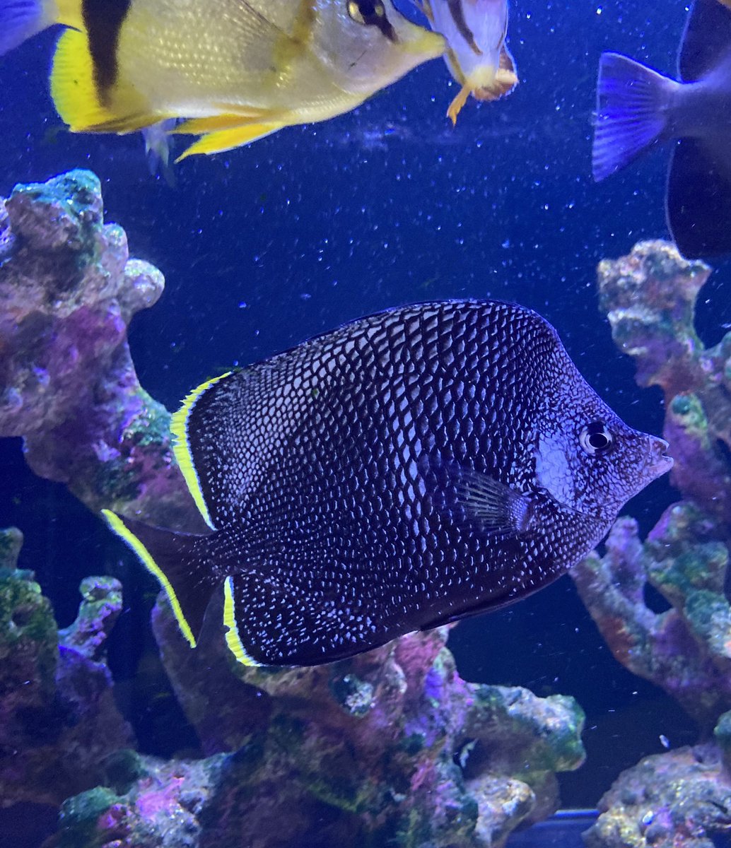 basabei's tweet image. 新魚入れるのかなり久しぶり。
ユウゼン飼育するの20数年ぶり。