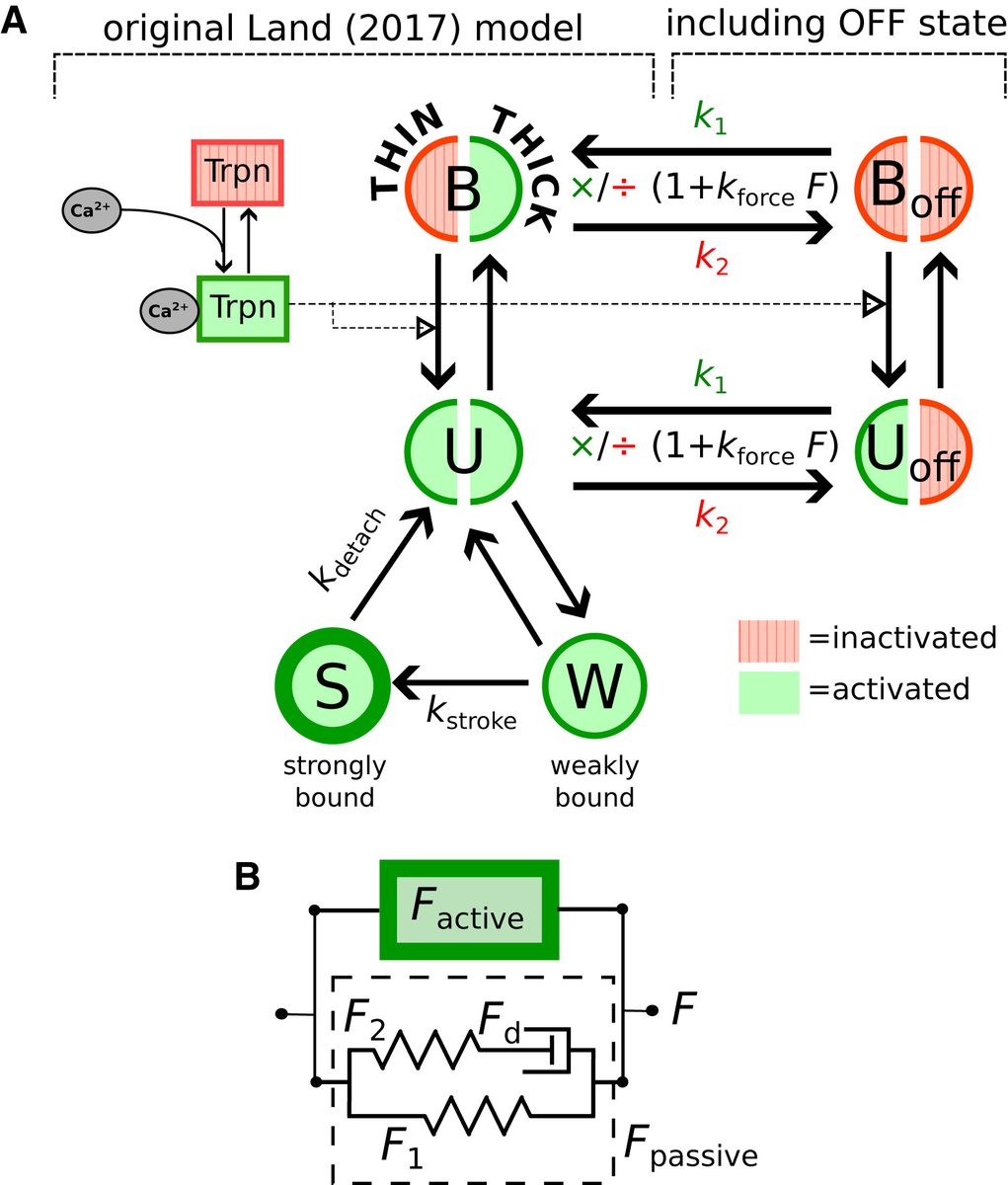 Cardiac Electro-Mechanics Research Group (@cemrg_) on Twitter photo New paper alert 🚨
"Cardiac length-dependent activation driven by force-dependent thick-filament dynamics" by Dr Lewalle in collaboration with <a href="/CampbellLabatUK/">Campbell Muscle Lab @ UKY</a>
Find it #OpenAccess at <a href="/BiophysJ/">Biophysical Journal</a> ! cell.com/biophysj/fullt… New paper alert 🚨
"Cardiac length-dependent activation driven by force-dependent thick-filament dynamics" by Dr Lewalle in collaboration with <a href="/CampbellLabatUK/">Campbell Muscle Lab @ UKY</a>
Find it #OpenAccess at <a href="/BiophysJ/">Biophysical Journal</a> ! cell.com/biophysj/fullt…