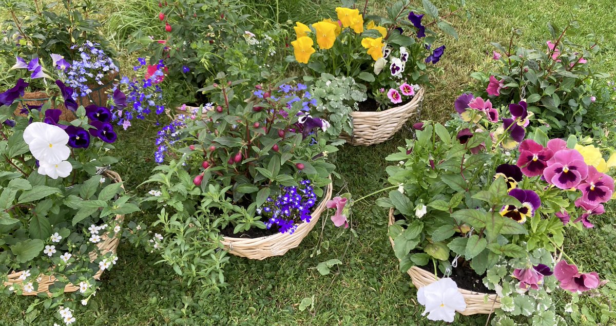 Therapeutic Intervention Service (@nottstiservice) on Twitter photo 🌺Our Dementia Hub gardening group will be selling plants & hanging baskets today! 🌺Highbury Hospital Main Reception, 12:15-1:15pm. All funds raised will support further gardening activities🌺 <a href="/NottsHealthcare/">Nottinghamshire Healthcare</a> <a href="/JennyBailey__/">Jenny Bailey</a> <a href="/TessJMcGrath/">Teresa Burgin</a> <a href="/AHPsNottsHC/">NottshcAHPs</a> 🌺Our Dementia Hub gardening group will be selling plants & hanging baskets today! 🌺Highbury Hospital Main Reception, 12:15-1:15pm. All funds raised will support further gardening activities🌺 <a href="/NottsHealthcare/">Nottinghamshire Healthcare</a> <a href="/JennyBailey__/">Jenny Bailey</a> <a href="/TessJMcGrath/">Teresa Burgin</a> <a href="/AHPsNottsHC/">NottshcAHPs</a>