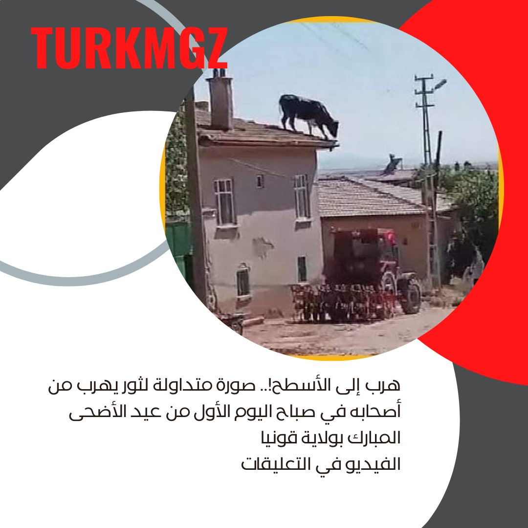هرب إلى الأسطح!.. صورة متداولة لثور يهرب من أصحابه في صباح اليوم الأول من عيد الأضحى المبارك بولاية قونيا
الفيديو في التعليقات