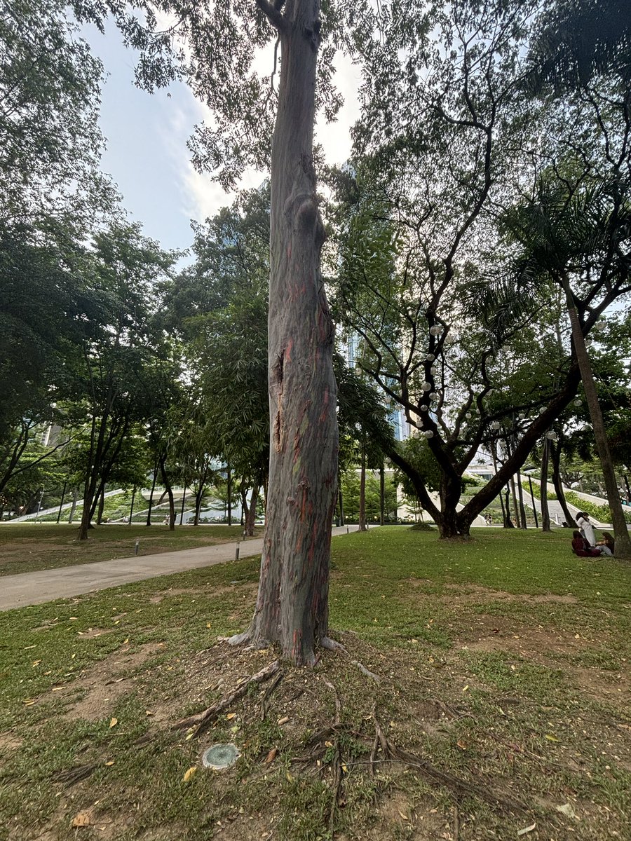 RepeatTravels's tweet image. Check out this tree in Manila.  I’ve never seen this species before.   Very colorful. It was also a soft wood.
What is it ?

#tree #manila #makati