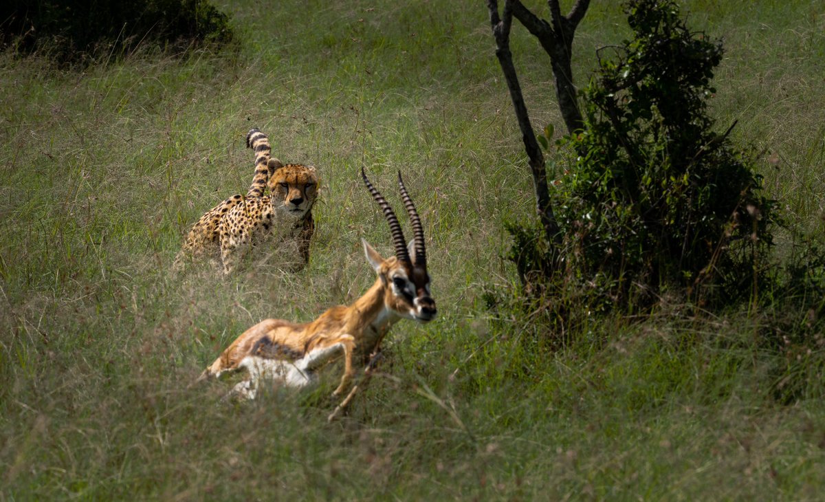 TheCompiler's tweet photo. A glimpse into my Masai Mara adventure. 

Ig: @d1nu404

#masaimara #kenya #mara #oltepesi #africa #cheetah #sonyalpha #sonyalphanz https://t.co/HHVZ7c6ogH