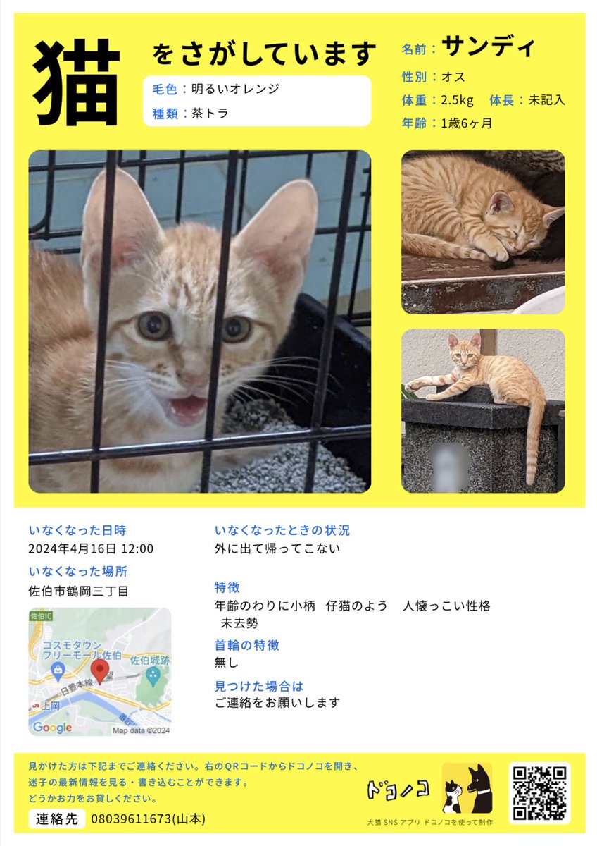 saikiinuneko's tweet photo. #拡散　#佐伯市　#大分　
【猫を探しています😭】

サンディくん
4/16に佐伯市 #鶴岡町 から行方不明

見つけた方は連絡お願い🙇‍♀️

●チャトラ
●年齢１歳半
●オス
●未去勢
●首輪無し
●体格　オスにしては少し小さい
●性格　人にフレンドリー

連絡先
山本080-3961-1673

#迷子猫　#迷子　#猫 https://t.co/uQVpmPrlMr
