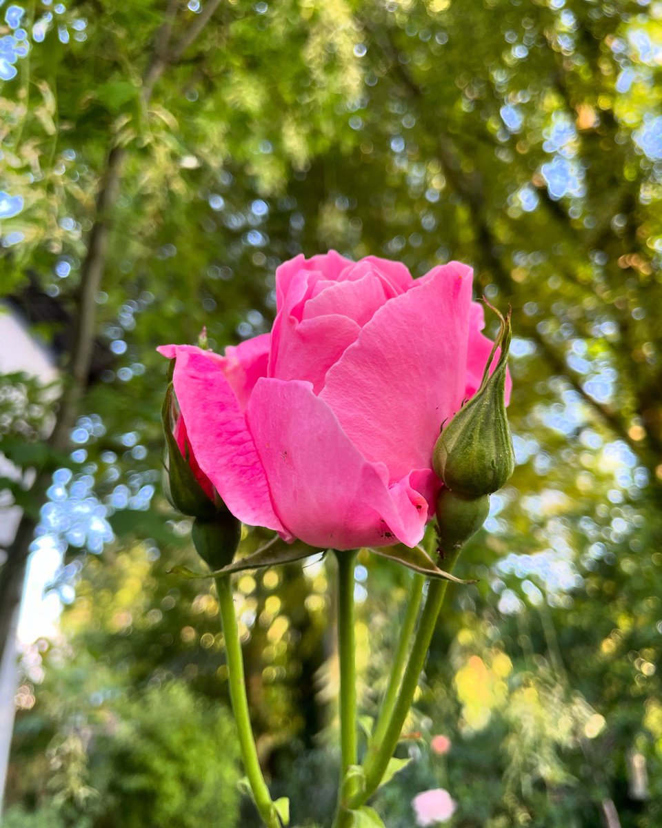 Stifyn1's tweet photo. Everything’s coming up roses #blodeuo #everythingscominguproses #garden #naturephotography #june #summer #monday https://t.co/dRu9m5kG0z