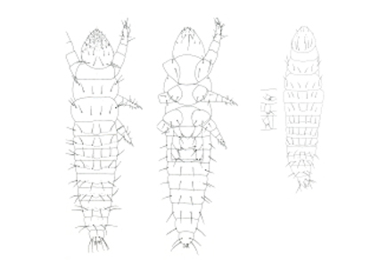 Zootaxa's tweet photo. Prelarval stages of Acerentomata (#Protura): morphological peculiarities and phenology
https://t.co/paOCtsWyXL
#Taxonomy https://t.co/3485OeWfXw