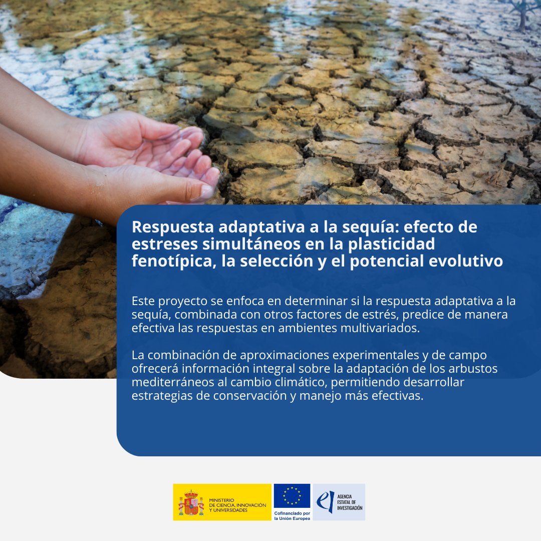 📌La Agencia Estatal de Investigación (#AEI) apoya el proyecto #MULTIADAPTS3, liderado por la Universidad Rey Juan Carlos (<a href="/urjc/">URJC</a>) cuyo objetivo es investigar cómo los arbustos mediterráneos semiáridos, como el Helianthemum squamatum, responden a múltiples estreses ambientales,