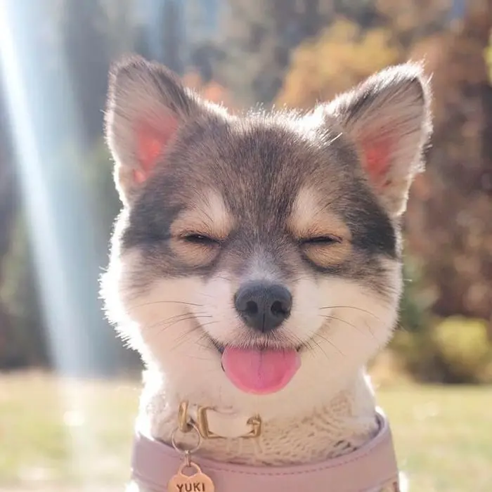Latixoshop's tweet photo. Dogs are really a man's best friend, they never break your heart! https://t.co/wZJ84nREpX