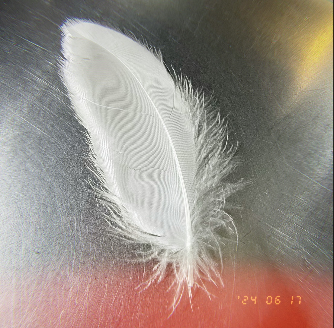 천사시아가 떠난 자리...🪽

<a href="/Junsu_PALMTREE/">김준수 KIMJUNSU</a>