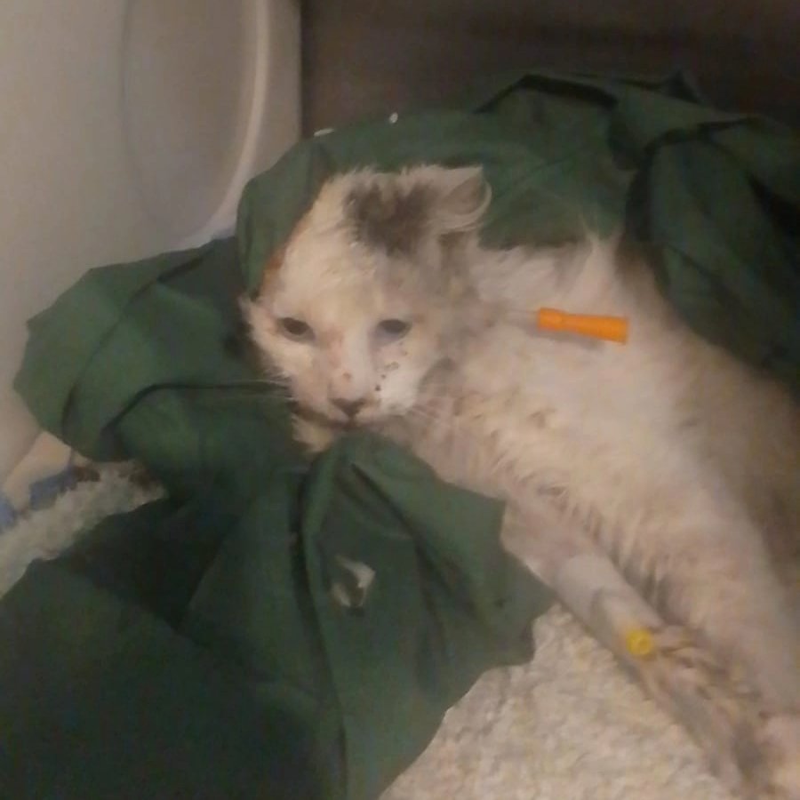 sol_palacios_m's tweet photo. Se acuerdan del gatito de la semana pasada, necesitamos comprarle urgente latitas recovery, se alimenta por sonda porque le quebraron su mandibula🥺. El está en la clinica veterinaria tobalaba Por favor es urgente debe comer🙏
Solange Palacios
Banco estado
Cuenta rut
17376209-7 https://t.co/0lOc7HWGVG