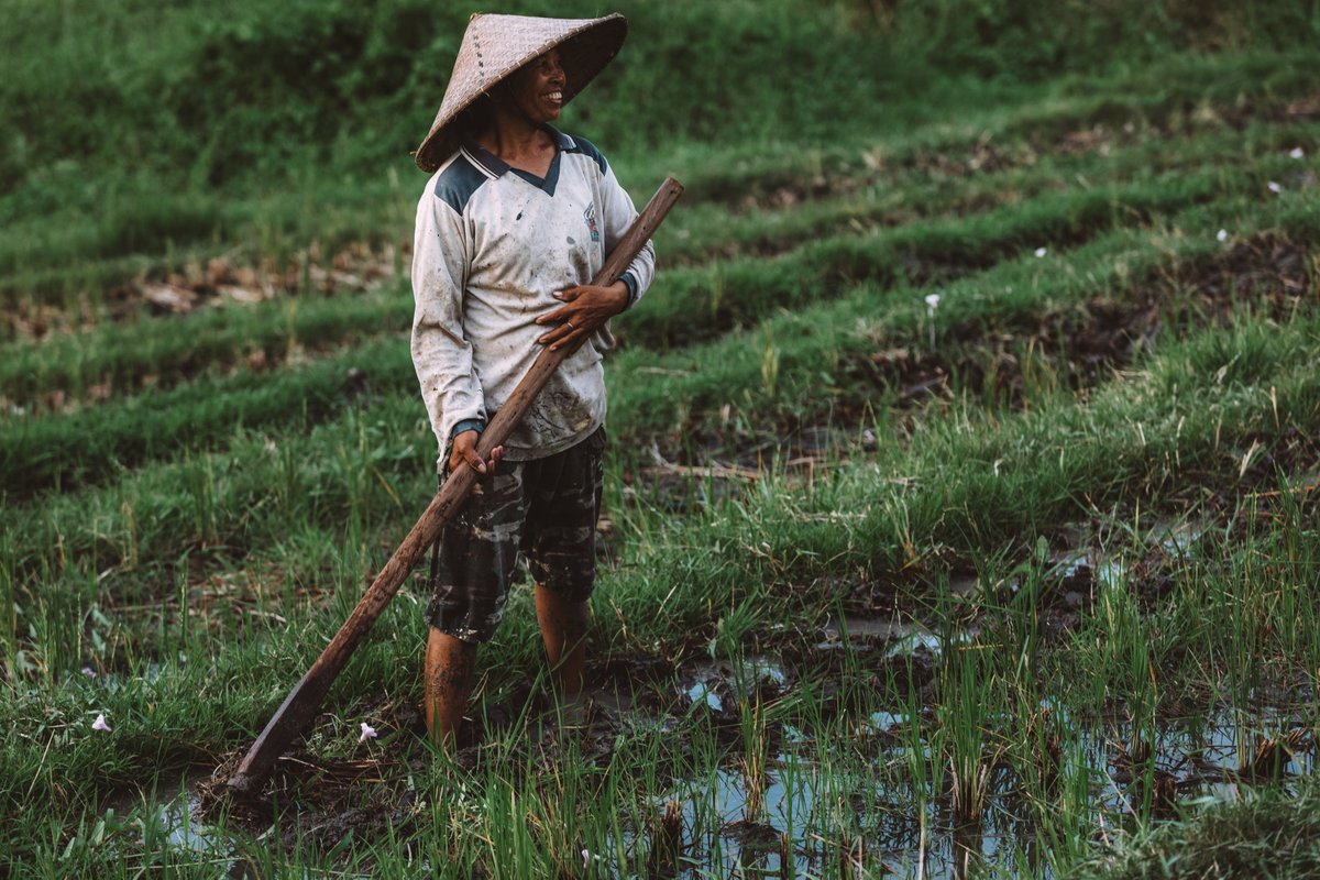 🌾 The SEADS Handbook is here to strengthen crop-related crisis responses! Use it to design, implement &amp; evaluate effective strategies that save lives &amp; livelihoods. 

Let's support resilient farming.

Get the Handbook here: bit.ly/3U5A1s9

#CrisisResponse #Agriculture