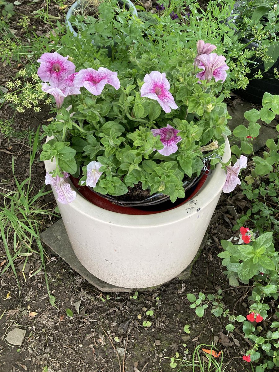 How to make use of a large planter without needing loads of #compost…
Thank you Wendy for this hack… fill the planter with #poolnoodles and then add a hanging basket so it spills over… looks brilliant. 
#gardening #environmental #leeds #youngpeople #community #leeds