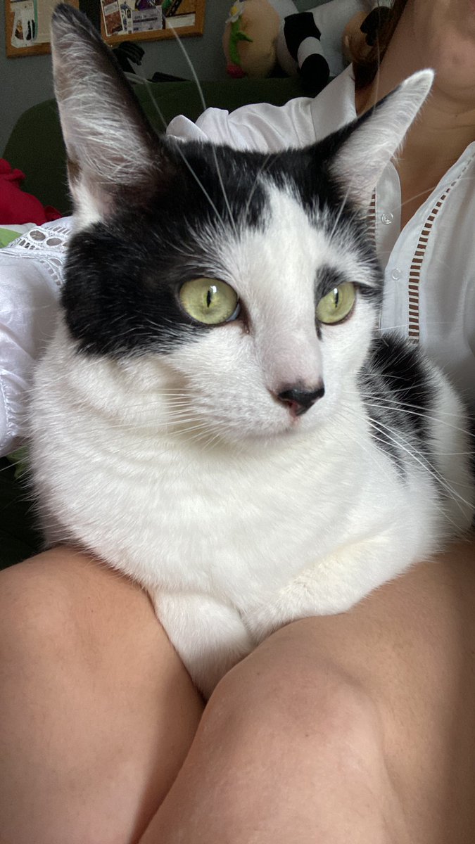 Groscar2's tweet image. Ma maman elle est rovenu pour télé travailler juste pour moi (sûrement po pour Milou qui se cache), alors je fais des ronrons