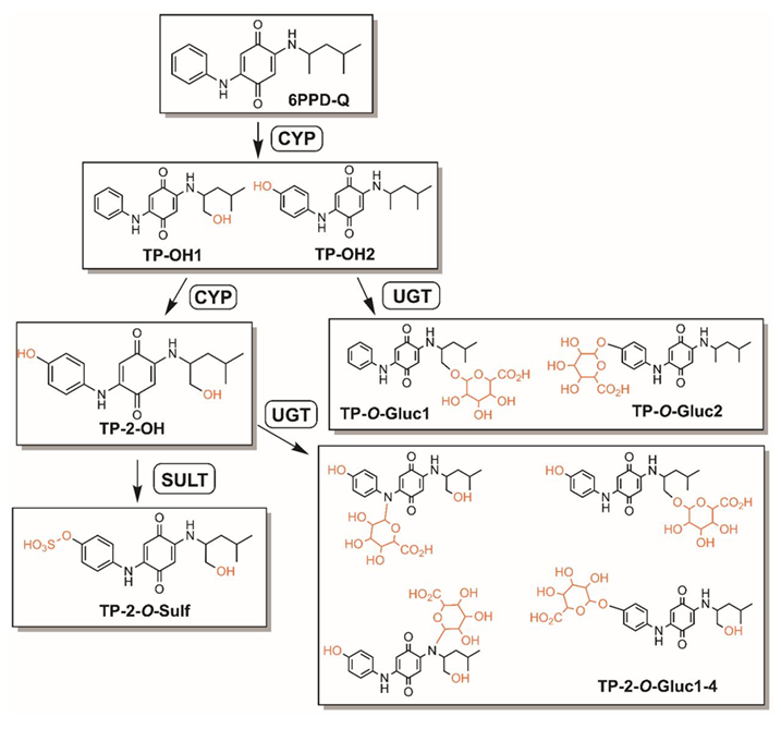Markus Brinkmann (@brinkmannmarkus) on Twitter photo Check out the newest preprint out of <a href="/ToxCentre/">Toxicology Centre, University of Saskatchewan</a> PhD candidate Phillip Ankley's feather: Xenometabolome of Early-Life Stage Salmonids Exposed to 6PPD-Quinone biorxiv.org/content/10.110… <a href="/usask/">U of Saskatchewan</a> <a href="/usask_water/">Global Institute for Water Security</a> <a href="/uLethbridge/">ULethbridge</a> <a href="/wisetoxlab/">Wiseman Ecotox Lab</a> Check out the newest preprint out of <a href="/ToxCentre/">Toxicology Centre, University of Saskatchewan</a> PhD candidate Phillip Ankley's feather: Xenometabolome of Early-Life Stage Salmonids Exposed to 6PPD-Quinone biorxiv.org/content/10.110… <a href="/usask/">U of Saskatchewan</a> <a href="/usask_water/">Global Institute for Water Security</a> <a href="/uLethbridge/">ULethbridge</a> <a href="/wisetoxlab/">Wiseman Ecotox Lab</a>