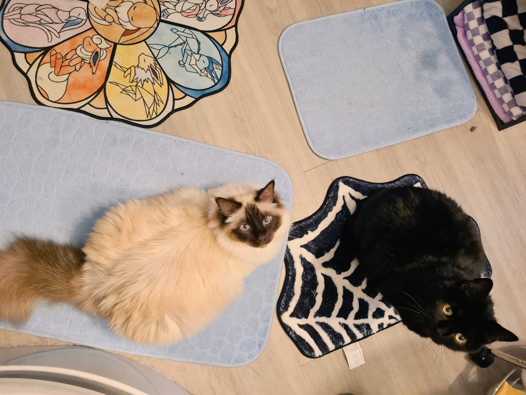 NotSoSweetMon's tweet photo. Voleurs de tapis https://t.co/cJrhUDNhSk