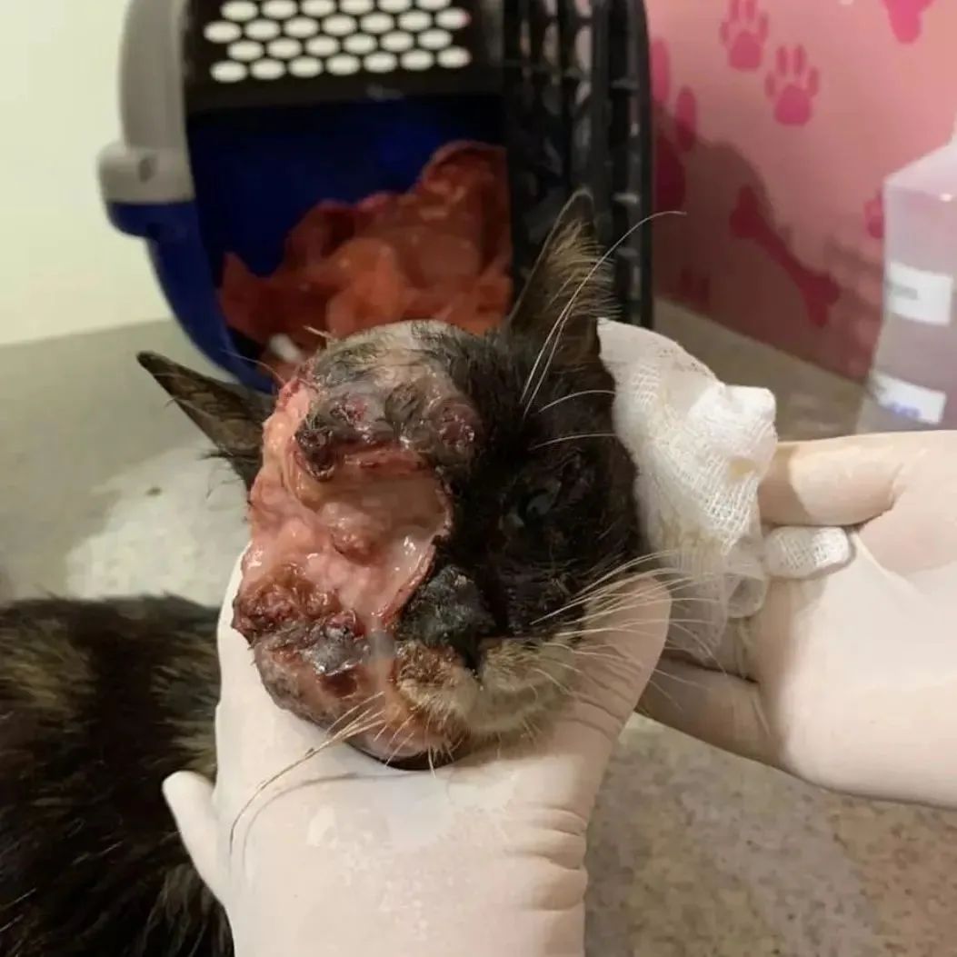 SSan865756ats__'s tweet photo. UPDATE ‼️
This little one is still at the clinic, and her condition is very serious😥 she is doing exams
Please we really need help with her treatment friends🥺

Any donation is better than no donation, it's not easy to see so much suffering 💔

To donate use PayPal link in bio https://t.co/vPjse1y7V6