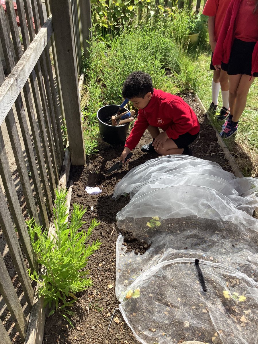 4YorkeMead's tweet photo. We planted our pants in the allotment today for Science weekπ©². We canβt wait to see whatβs going to happen to them in 4 months time. We thing they might get a bit smelly and dirty or they might have holes in them. What do you think will happen? π€. #YorkeScience https://t.co/cstBdPXoa1