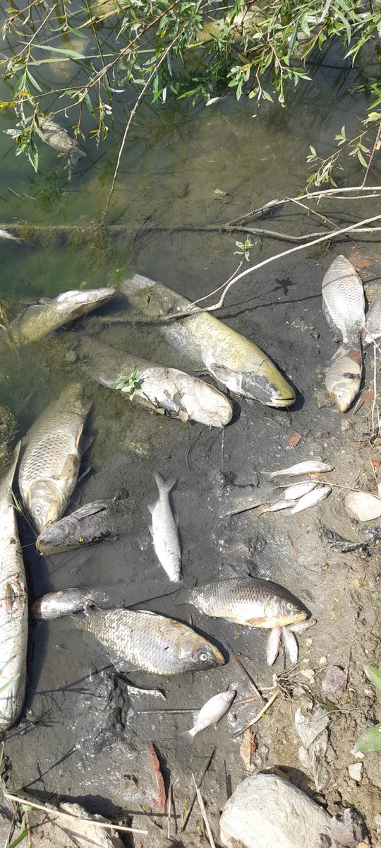 Bu kadar farklı tür bir anda ölüyorsa,su kesintisi yoksa ve ölümler kısa süre sonra duruyorsa herhangi bir suda, büyük olasılıkla zehirlenme vardır. Yani suya zehirli atık karışmıştır. Kimse bahanelere sığınmasın! #nilüferçayı #susurlukçayı #gönençayı