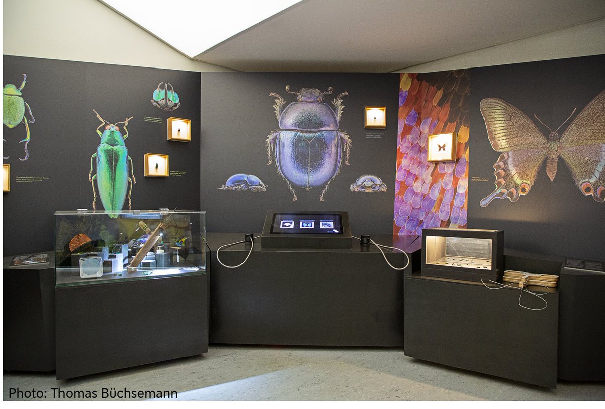 Department Chemie- und Bioingenieurwesen (FAU) (@cbi_fau) on Twitter photo Prof. Vogel (<a href="/VogelLab/">The Vogel Lab</a>) explained the origin of color during the opening of the exhibit “Schillernd Schön” at the #Bionicum Nürnberg. The team of CRC1411 complemented the beautiful pictures of Thomas Büchsemann with a video 🦋and with lab-made structural color materials. Prof. Vogel (<a href="/VogelLab/">The Vogel Lab</a>) explained the origin of color during the opening of the exhibit “Schillernd Schön” at the #Bionicum Nürnberg. The team of CRC1411 complemented the beautiful pictures of Thomas Büchsemann with a video 🦋and with lab-made structural color materials.