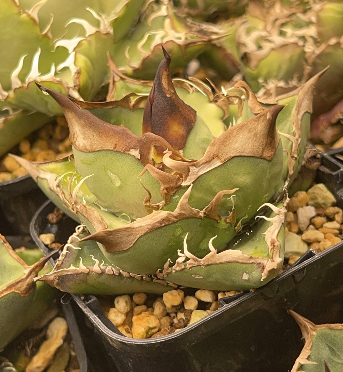 バロ (@baro_plants) / Posts / X