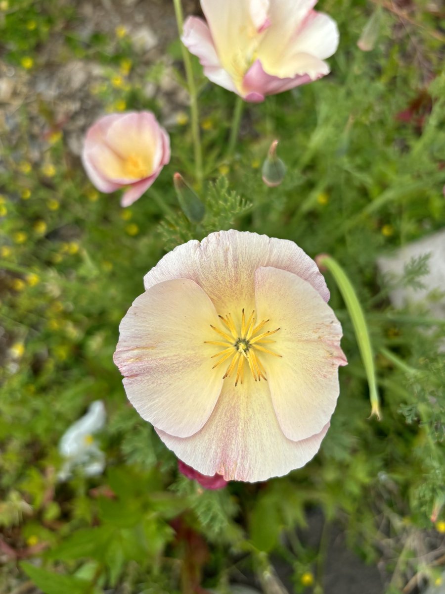 Enjoying some of the beautiful flowers and busy bees in our garden 🌸🐝#wildgarden