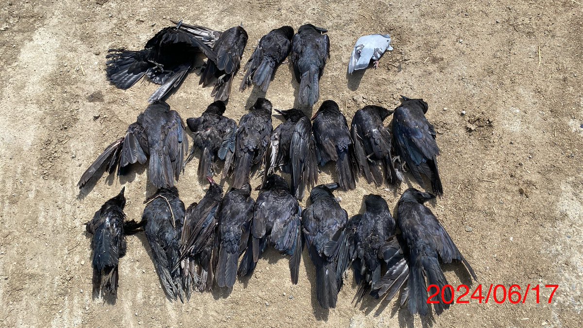 有害駆除2発目（カラス）
今日は途中から雨の予報で、サクッと帰ってきたけど結局降らず😤
あとこの倍以上は獲れたんだけどな〜……