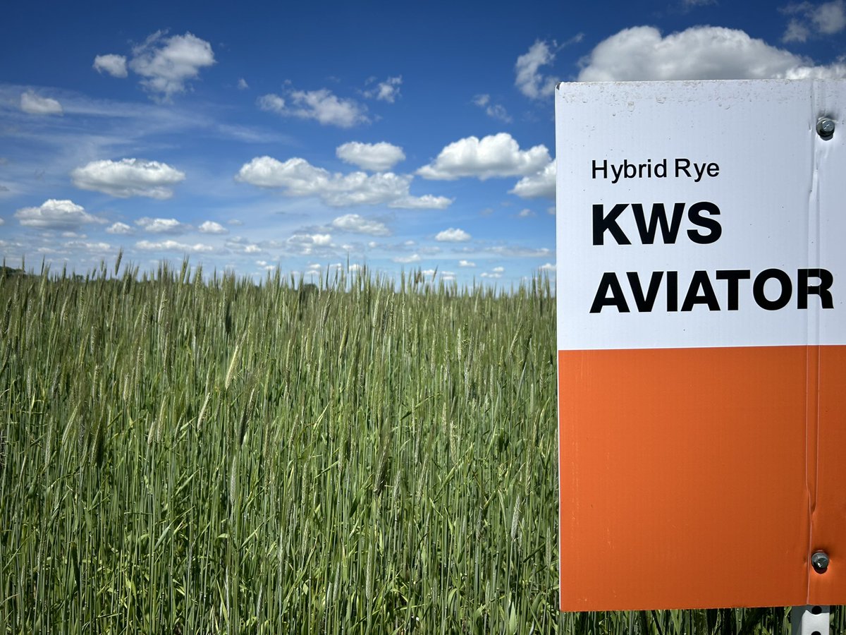 _DSAG_'s tweet photo. Hybrid fall rye for silage is a game-changer in forage production. @KWS_Group Aviator looks great even after getting hit by a May snowstorm. Stay tuned for increased yields and quality in your silage! #KWS #HybridFallRye #Silage https://t.co/NbsghMcte3