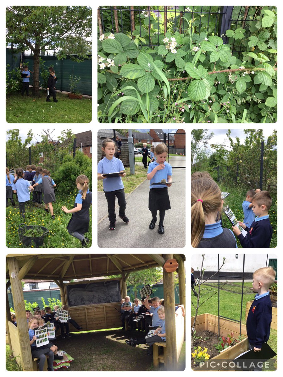 We enjoyed a walk around the school grounds today identifying the different trees and plants growing. <a href="/Inspire_Ashton/">Inspire Academy</a> <a href="/_InspireScience/">Inspire Science</a>