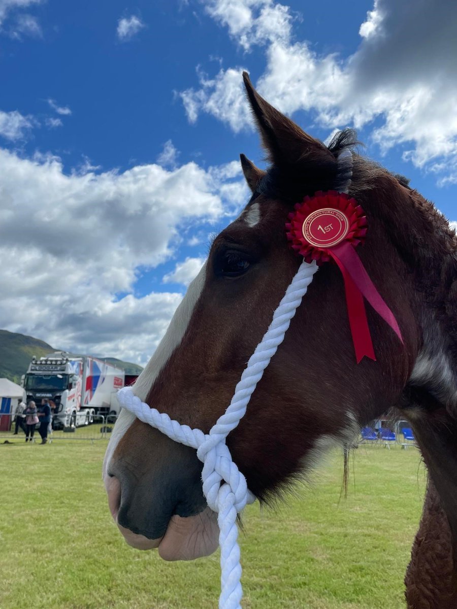 Let's hope the sun is shining for what is sure to be a great showcase of farming &amp; rural life <a href="/ScotlandRHShow/">Royal Highland Show</a> ! We are delighted to sponsor the team at Greenknowes Clydesdales.  Their 3year old filly; Greenknowes Ambitious Lady will be showing. We wish them lots of luck 🐴